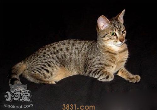 埃及猫吃什么 埃及猫喂食经验(图1)