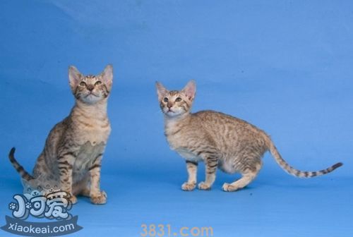 东方短毛猫如何防治猫弓形虫病(图1)