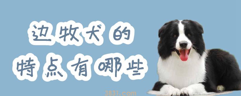 边牧犬的特点有哪些(图1)