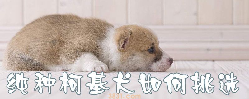 纯种柯基犬如何挑选(图1)