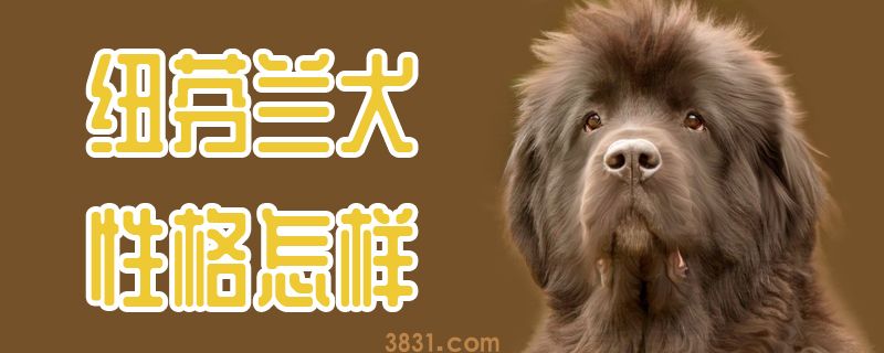 纽芬兰犬性格怎样(图1)