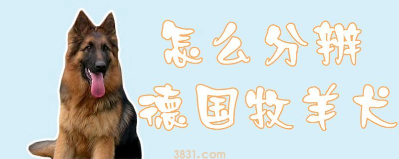 怎么分辨德国牧羊犬(图1)