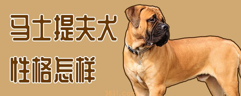 马士提夫犬性格怎样(图1)