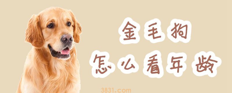 金毛狗怎么看年龄(图1)