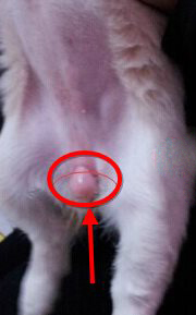 狗狗怎么分公母 看有无蛋蛋(图3)