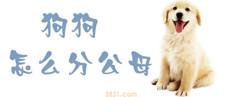 狗狗怎么分公母 看有无蛋蛋(图1)