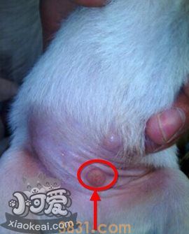 狗狗怎么分公母 看有无蛋蛋(图2)