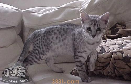 埃及猫怎么洗澡 埃及猫洗澡步骤(图1)