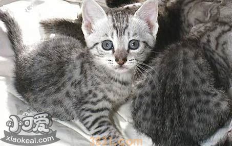 埃及猫掉毛怎么办 埃及猫毛发护理方法(图1)