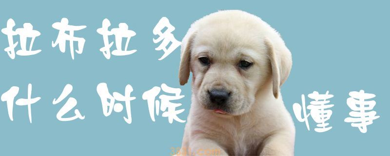 拉布拉多什么时候懂事(图1)