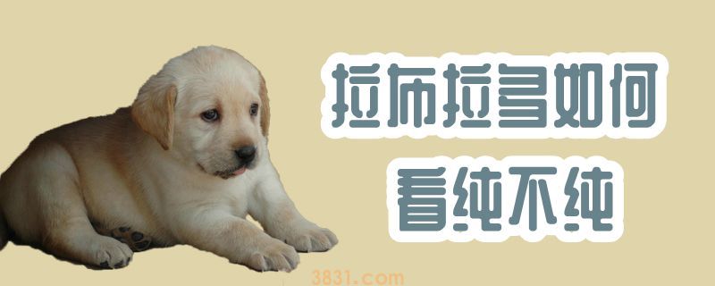 拉布拉多如何看纯不纯(图1)