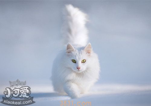 安哥拉猫睡觉抽搐怎么办 猫咪睡觉抽搐解决办法(图1)