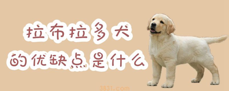 拉布拉多犬的优缺点是什么(图1)