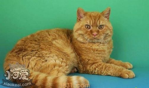 塞尔凯克卷毛猫得了猫癣如何治疗(图1)