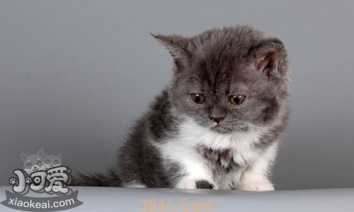 被塞尔凯克卷毛猫咬破了怎么办(图1)