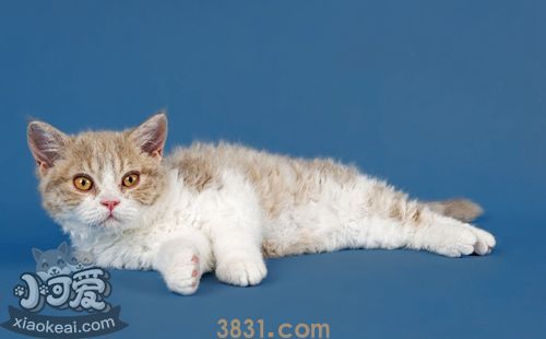 塞尔凯克卷毛猫性格怎么样 塞尔凯克卷毛猫性格介绍(图1)