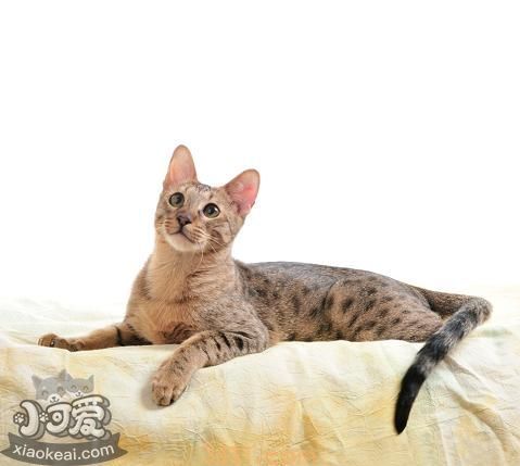 威尔斯猫怎么训练 威尔斯猫训练注意事项(图1)