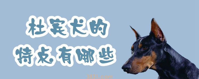 杜宾犬的特点有哪些(图1)
