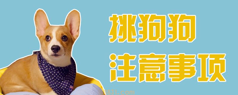 挑狗狗注意事项(图1)
