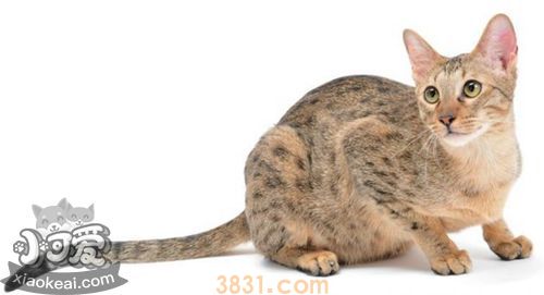 养威尔斯猫要注意什么 威尔斯猫饲养注意事项(图1)