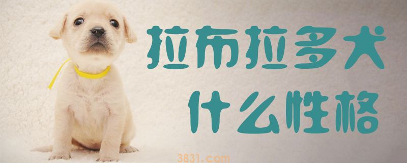 拉布拉多犬什么性格(图1)