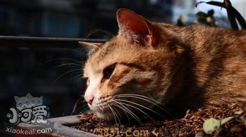 威尔斯猫吃什么 威尔斯猫喂食要点(图1)