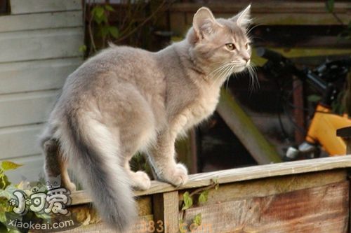 索马里猫生病怎么办 索马里猫生病照顾注意事项(图1)