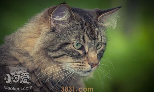 威尔斯猫咳嗽怎么办 威尔斯猫咳嗽治疗方法(图2)