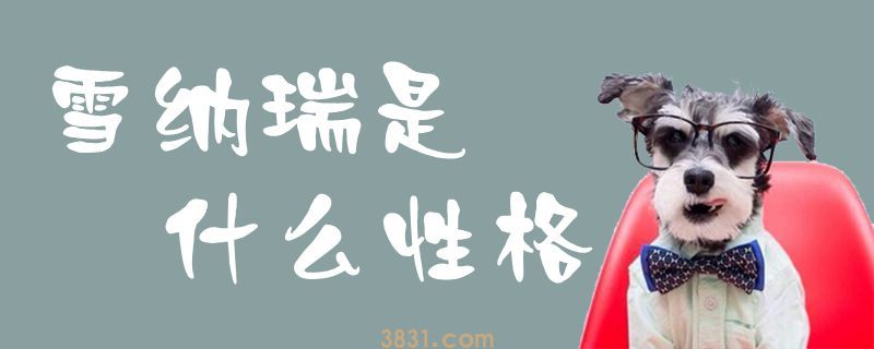雪纳瑞是什么性格(图1)