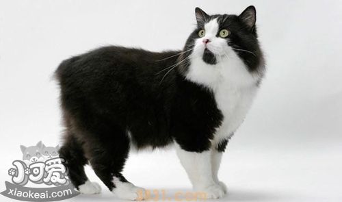 如何训练威尔斯猫打滚 美食诱惑训练法(图1)