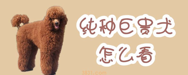 纯种巨贵犬怎么看(图1)