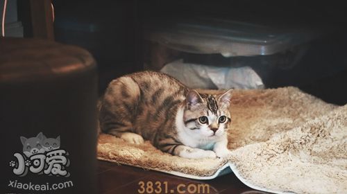 如何训练美国短尾猫不怕水 短尾猫怕水训练方法(图1)