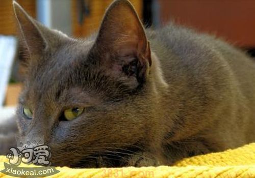 科拉特猫生病有什么表现 科拉特猫生病表现(图1)