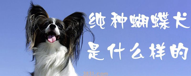 纯种蝴蝶犬是什么样的(图1)