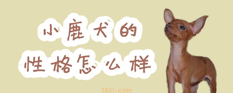 小鹿犬的性格怎么样(图1)