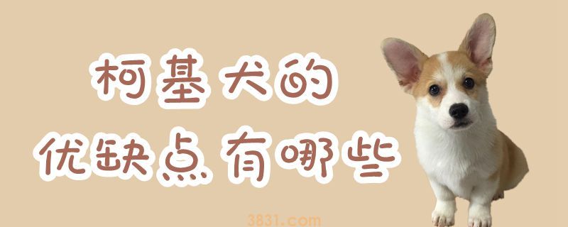 柯基犬的优缺点有哪些 智商高很机灵哦(图1)
