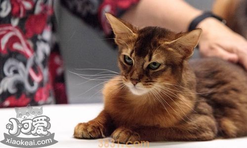 索马里猫秃毛癣怎么防治 秃毛癣防治方法(图1)