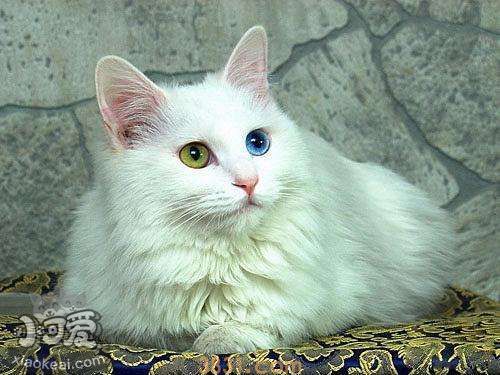 如何训练土耳其梵猫用马桶 土耳其梵猫马桶使用方法(图1)