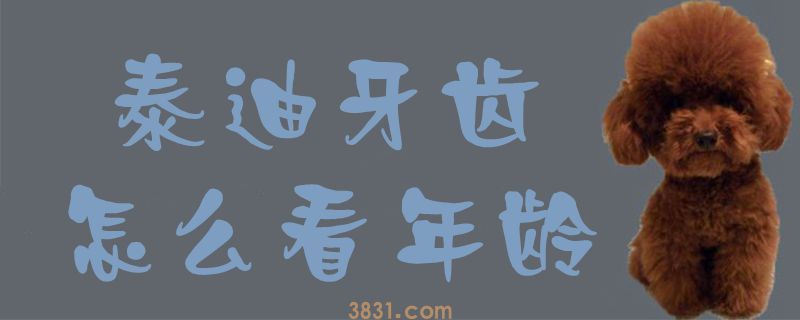 泰迪牙齿怎么看年龄(图1)
