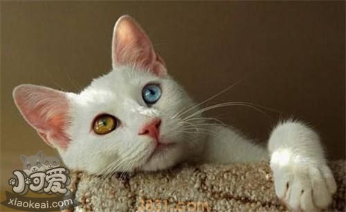 土耳其梵猫性格怎么样 土耳其梵猫性格介绍(图1)