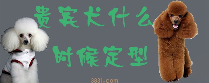 贵宾犬什么时候定型(图1)