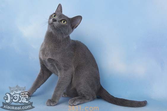 科拉特猫幽门阻塞有哪些症状 幽门阻塞症状介绍(图1)