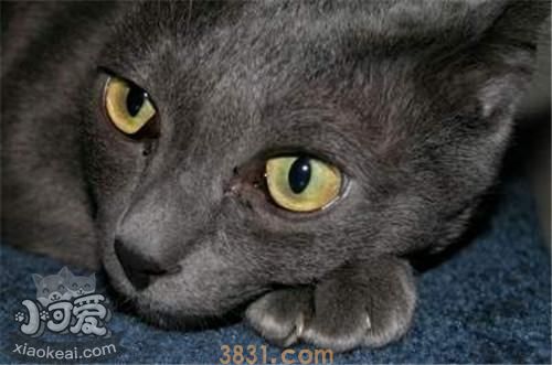 科拉特猫会游泳吗 科拉特猫游泳训练(图1)