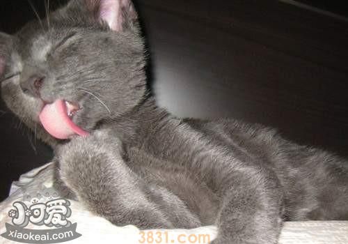 科拉特猫怎么训练 科拉特猫训练方法介绍(图1)