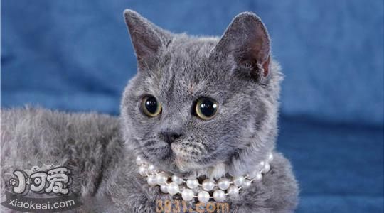 与科拉特猫相处注意什么 科拉特猫好相处吗(图1)