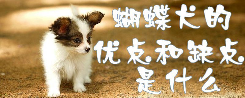 蝴蝶犬的优点和缺点是什么(图1)