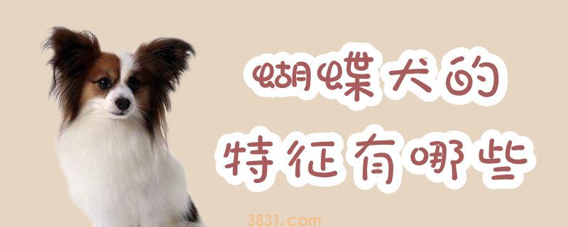 蝴蝶犬的特征有哪些(图1)
