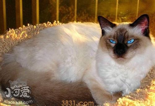 怎么与巴厘猫相处 巴厘猫饲养相处细节(图1)