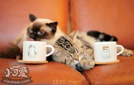 如何训练巴厘猫大小便 巴厘猫大小便训练(图1)