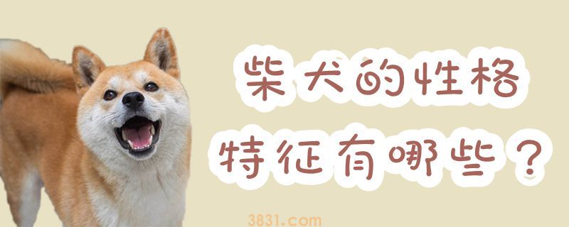 柴犬的性格特征有哪些(图1)